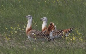 Great Bustards