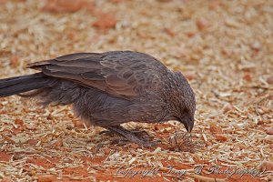 Apostlebird (2)