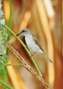 Brown Honeyeater (2).pb.bf