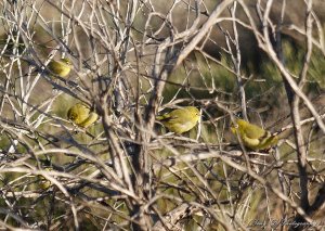 Yellow White-eye (1A)pb.BA