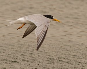 Little tern