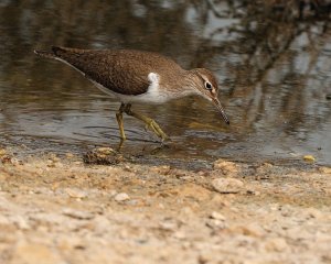 Common sandpiper