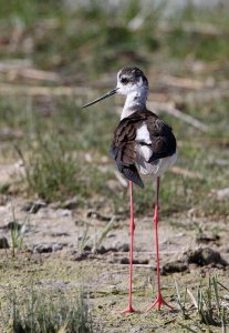 Black-winged Stilt