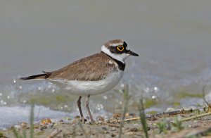 Little Ringed Plover