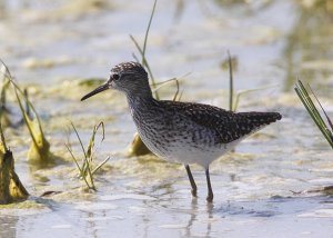 Wood Sandpiper