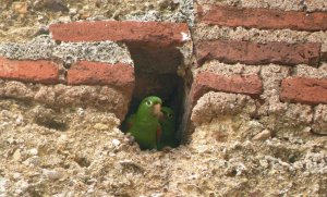 Hispaniolan Parakeet