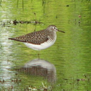 Solitary sandpiper