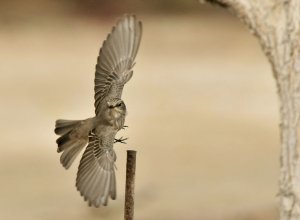 Spotted Flycatcher