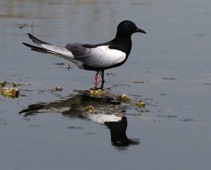 Resting white-winged black tern