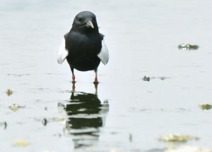 White-winged Black Tern