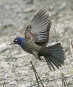 Common Grackle