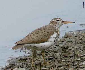 Spotted Sandpiper