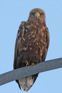 White Tailed Eagle