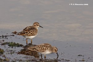 Least Sandpiper