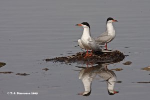 Forster's Tern