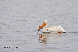 American White Pelican