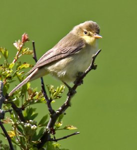 Icterine Warbler