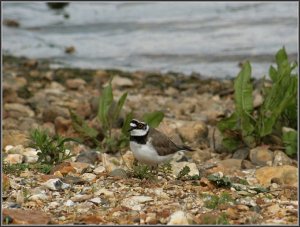 Little ringed plover