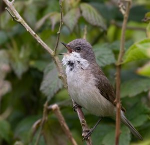 Lesser Whitethroat