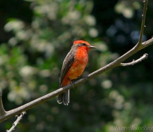 Vermillion Flycatcher