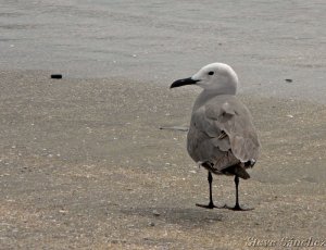 Gray Gull