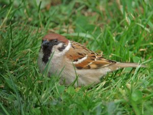 Tree Sparrow