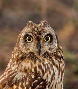 Short Eared Owl a portrait