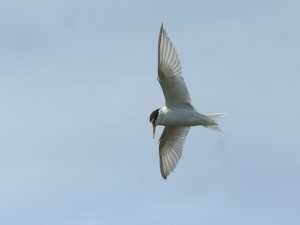 Little Tern