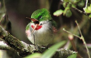 Narrow-billed Tody