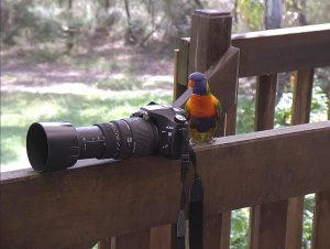 Wildlife Photographer