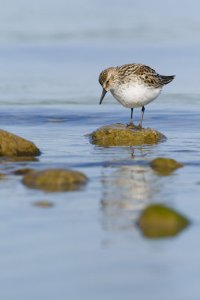 Semipalmated Sandpiper