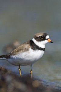 Semipalmated Plover