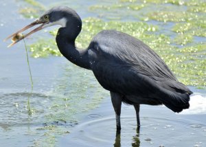 Western Reef Heron Dark morph