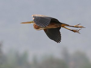 Purple Heron