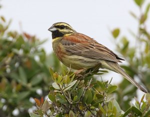 Cirl bunting