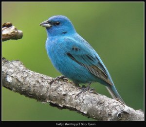 Indigo Bunting