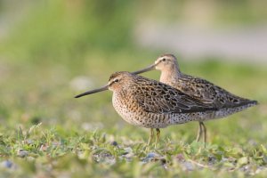 Short-billed Dowitcher