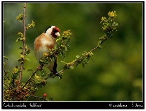 Goldfinch