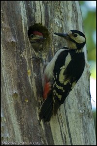 Great Spotted Woodpecker Family Portrait.