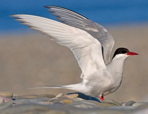 Arctic Tern