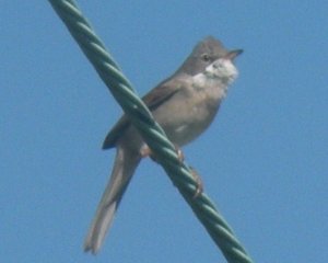 Whitethroat