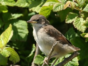 Whitethroat