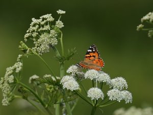 Painted Lady