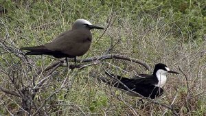 Brown Noddy and Sooty Tern