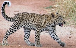 Leopard Cub