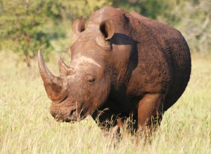 Wide (White) Rhino