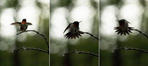 Hummingbird Behavior Pattern