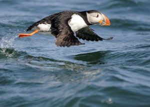 Puffin taking off from the sea.