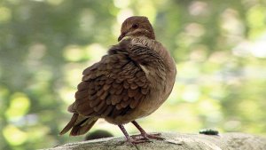 Ruddy Quail-Dove