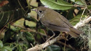 Bicknell's Thrush